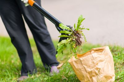Prevent the Spread of Weeds with Garden Weeding!