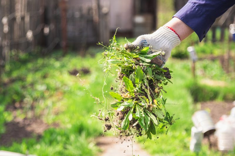 Garden Weeding Service Options and Tips