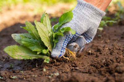 Maintain the Health and Look of Your Garden with Weeding Service!