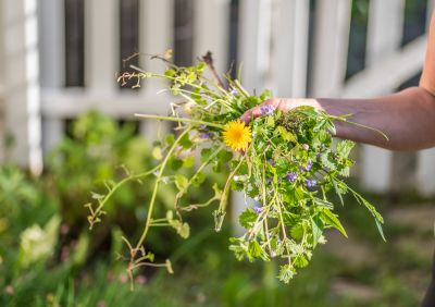 Ensure That Your Plants and Flowers are Protected from Harmful Weeds!