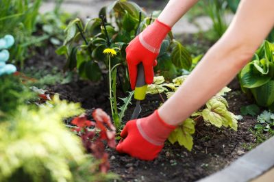 Keep Your Garden Looking Neat with Garden Weeding!